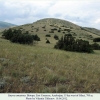 satyrus amasinus altyagach biotope2